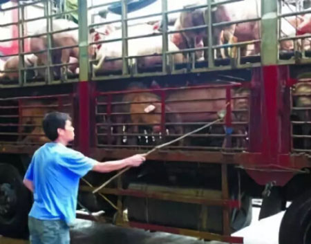 樟樹市一養(yǎng)豬場(chǎng)地磅秤被人做手腳 抓獲2名嫌犯